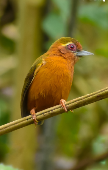 White Browed Piculet